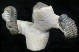 Triple Crotalocephalina Trilobite Piece - Natural Sculpture #22135-2